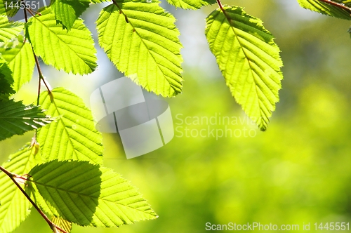 Image of leaves and copyspace