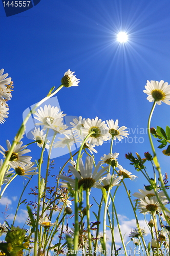 Image of daisy flower under blue sky