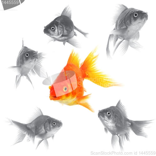 Image of goldfish