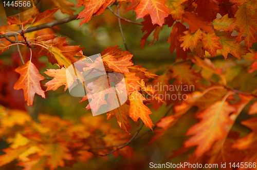 Image of fall in the park with green trees under blue sky