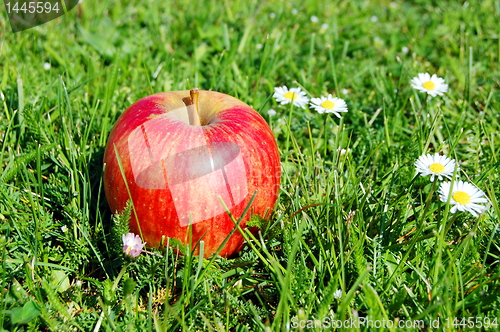 Image of apple