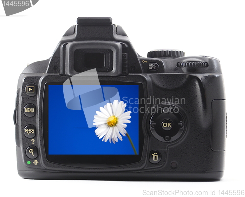 Image of holiday flower on camera