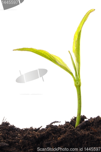 Image of young plant on white