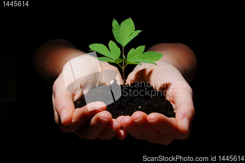 Image of young plant with soil in hands