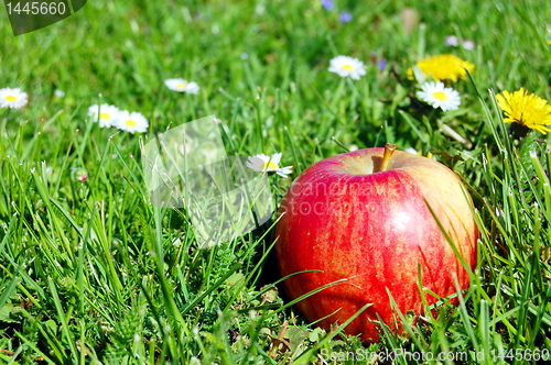 Image of apple