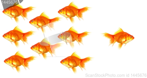 Image of individual goldfish