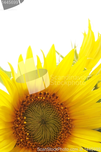 Image of sunflower