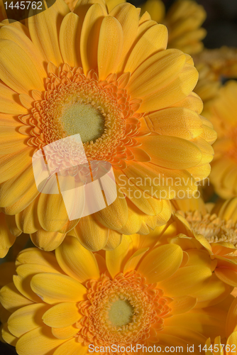 Image of chrysanthemum flower