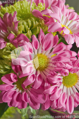 Image of chrysanthemum flower