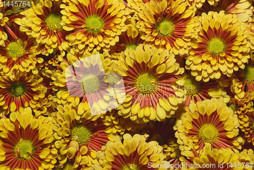 Image of chrysanthemum flower