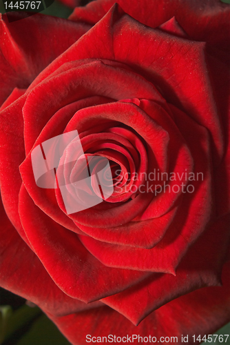 Image of flower