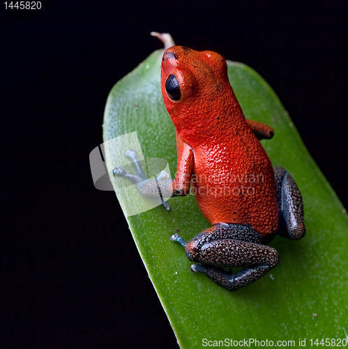 Image of red poison dart frog