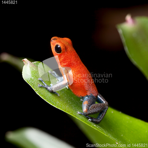Image of red poison dart frog