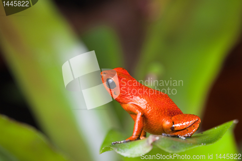 Image of orange poison dart frog