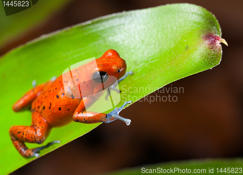 Image of red poison dart frog
