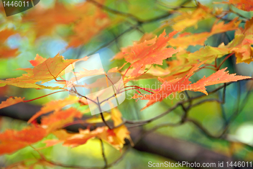 Image of Fall colored leaves