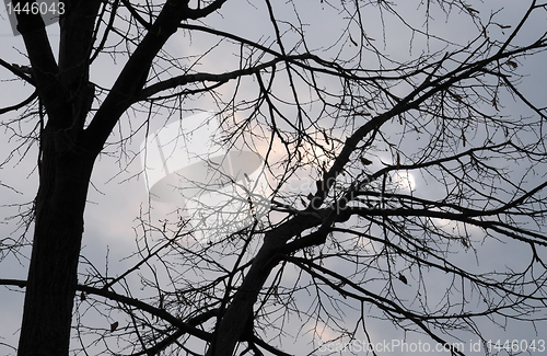 Image of Tree Silhouette