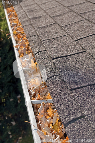 Image of Leaves in rain gutter.