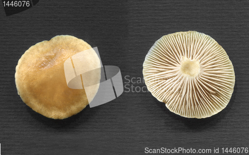 Image of Mushroom