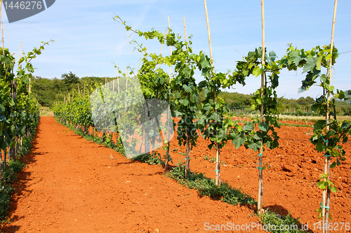 Image of Vineyard