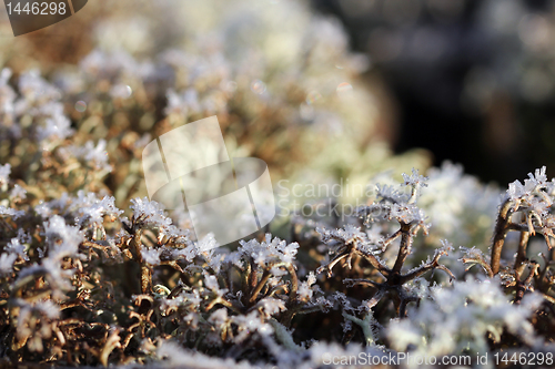 Image of Ice Crystals on Reindeer Lichen (Cladonia)
