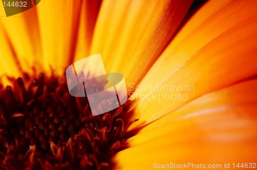 Image of Flower closeup