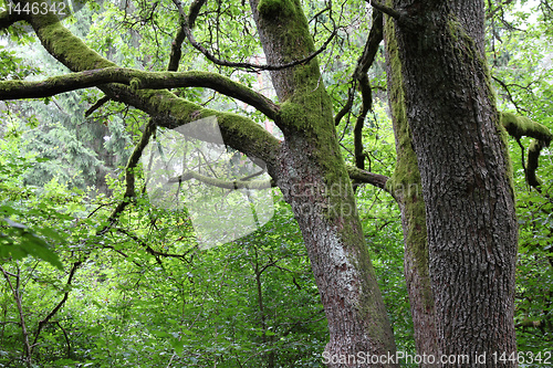 Image of Bialowieza - ancient woodland
