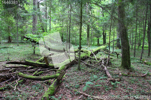 Image of Bialowieza - primeval forest