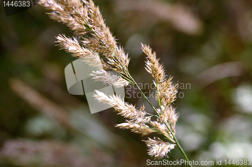 Image of Reed (Calamagrostis) in sunlight close up