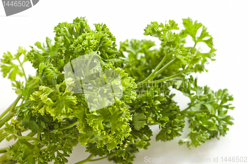 Image of Coriander Leaves