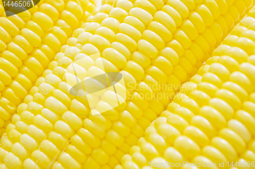 Image of Corn Cobs