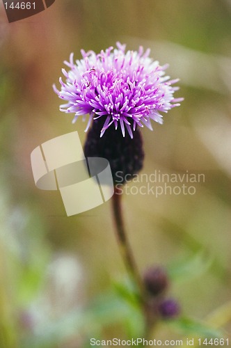 Image of thistle