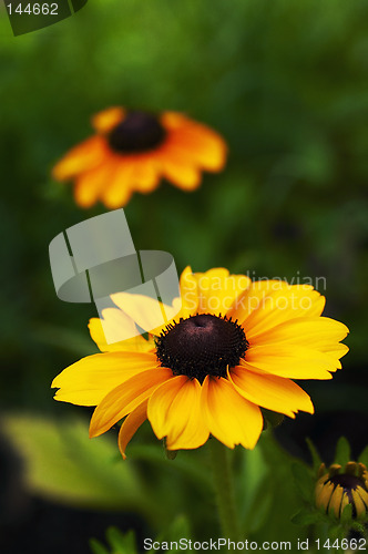 Image of Flowers