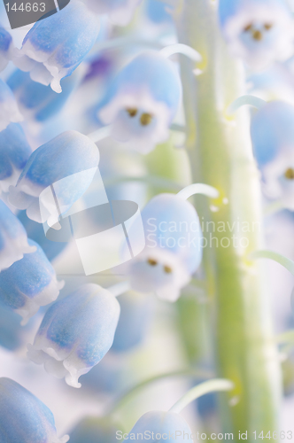 Image of Flower close-up