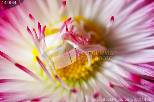 Image of Flower close-up