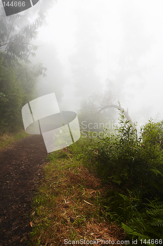 Image of Foggy path