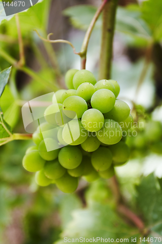 Image of Grape