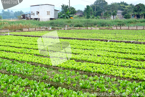 Image of Rows of plants in a cultivated farmers field 