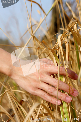Image of close up of a man's hand touching the grass, 'feeling nature