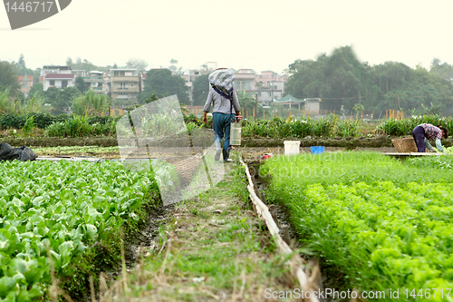 Image of farmer working in cultivated land