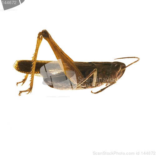 Image of grasshopper