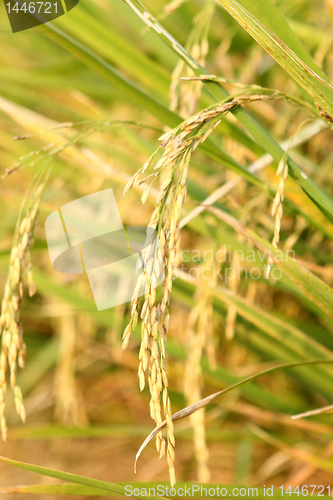 Image of spike in thai farm rice near sunset