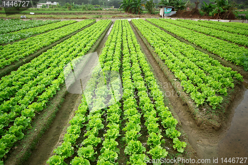 Image of Cultivated land