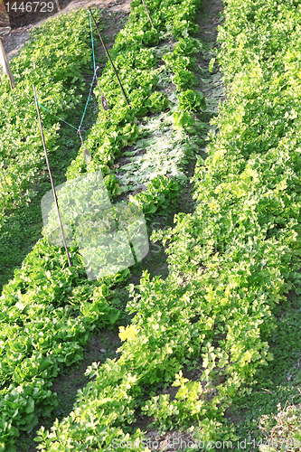 Image of field of young green corn plants 