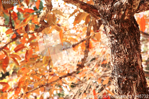 Image of fall leaves tree