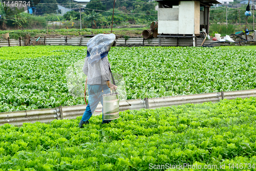 Image of Cultivated land and farmer spraying 