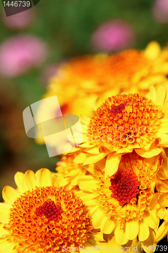 Image of yellow flower 