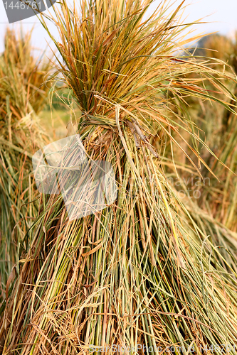 Image of Harvest rice 