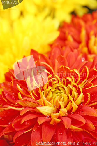 Image of red flower background