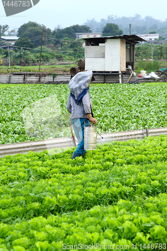 Image of Cultivated land and farmer spraying 